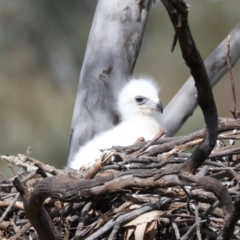 Aquila audax at Majura, ACT - 9 Sep 2021