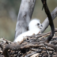 Aquila audax at Majura, ACT - 9 Sep 2021