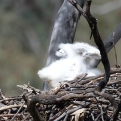 Aquila audax at Majura, ACT - suppressed