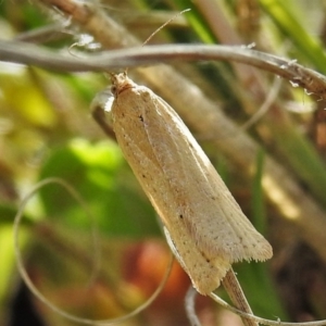 Fuscicepsana undescribed species at Tennent, ACT - 19 Sep 2021