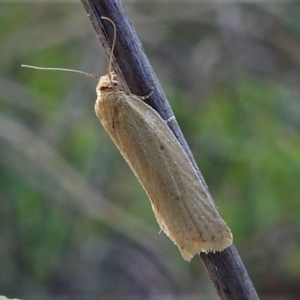 Fuscicepsana undescribed species at Tennent, ACT - 19 Sep 2021