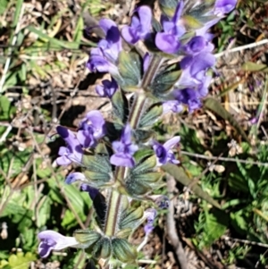 Salvia verbenaca var. verbenaca at Cook, ACT - 17 Sep 2021 09:17 AM