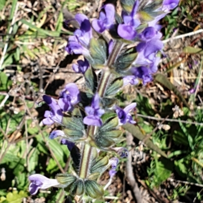 Salvia verbenaca var. verbenaca (Wild Sage) at Mount Painter - 16 Sep 2021 by drakes