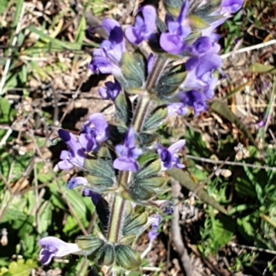 Salvia verbenaca var. verbenaca (Wild Sage) at Cook, ACT - 17 Sep 2021 by drakes