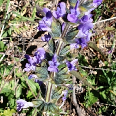 Salvia verbenaca var. verbenaca (Wild Sage) at Cook, ACT - 16 Sep 2021 by drakes