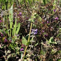 Salvia verbenaca var. verbenaca at Cook, ACT - 17 Sep 2021 09:17 AM