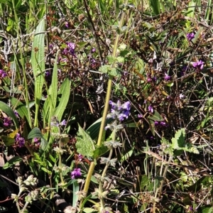 Salvia verbenaca var. verbenaca at Cook, ACT - 17 Sep 2021