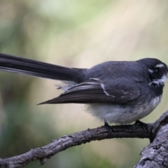 Rhipidura albiscapa at Majura, ACT - 10 Sep 2021