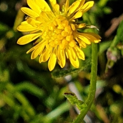 Calotis lappulacea (Yellow Burr Daisy) at Cook, ACT - 16 Sep 2021 by drakes