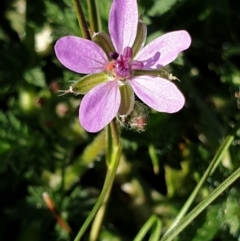 Erodium cicutarium (Common Storksbill, Common Crowfoot) at Mount Painter - 16 Sep 2021 by drakes