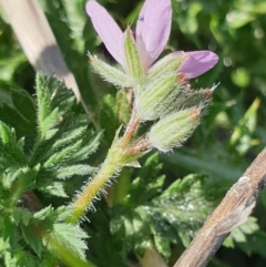 Erodium cicutarium at Cook, ACT - 17 Sep 2021