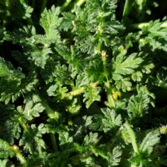 Erodium cicutarium at Cook, ACT - 17 Sep 2021 08:51 AM