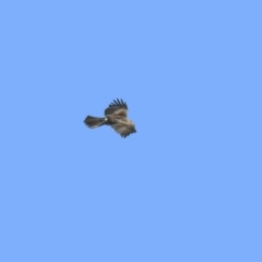 Hieraaetus morphnoides (Little Eagle) at Gilmore, ACT by RodDeb