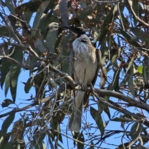 Philemon corniculatus at Gilmore, ACT - 16 Sep 2021