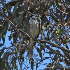 Philemon corniculatus at Gilmore, ACT - 16 Sep 2021