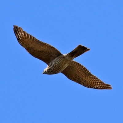Accipiter cirrocephalus (Collared Sparrowhawk) at Tuggeranong DC, ACT - 17 Sep 2021 by RodDeb