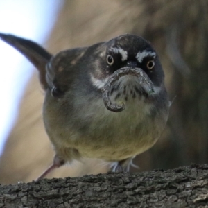 Sericornis frontalis at Tuggeranong DC, ACT - 17 Sep 2021