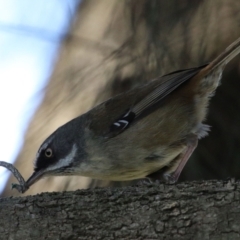 Sericornis frontalis at Tuggeranong DC, ACT - 17 Sep 2021 02:01 PM