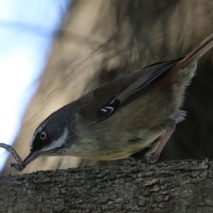 Sericornis frontalis at Tuggeranong DC, ACT - 17 Sep 2021 02:01 PM