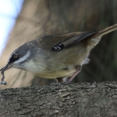 Sericornis frontalis at Tuggeranong DC, ACT - 17 Sep 2021