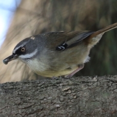 Sericornis frontalis at Tuggeranong DC, ACT - 17 Sep 2021