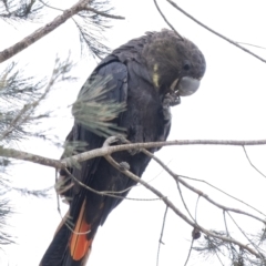 Calyptorhynchus lathami (Glossy Black-Cockatoo) at Penrose, NSW - 9 Sep 2021 by Aussiegall
