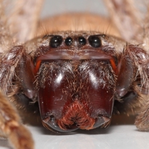 Isopeda sp. (genus) at Evatt, ACT - 16 Sep 2021