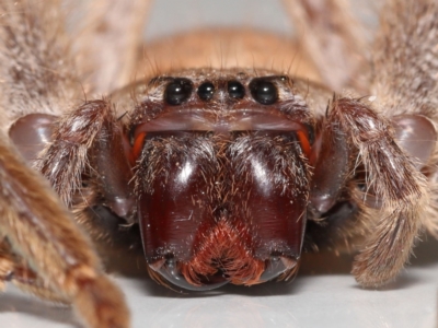 Isopeda sp. (genus) (Huntsman Spider) at Evatt, ACT - 16 Sep 2021 by TimL