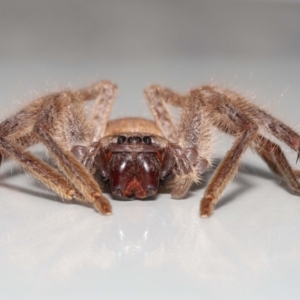 Isopeda sp. (genus) at Evatt, ACT - 16 Sep 2021