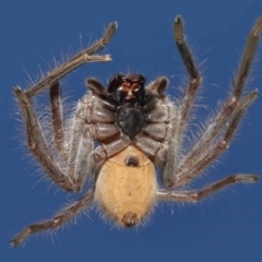 Isopeda sp. (genus) at Evatt, ACT - 16 Sep 2021 01:12 PM