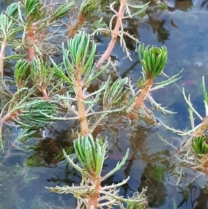 Myriophyllum sp. at Gungahlin, ACT - 18 Sep 2021 05:45 PM