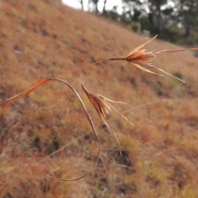 Themeda triandra (Kangaroo Grass) at Bemboka, NSW - 16 Jul 2020 by MichaelBedingfield