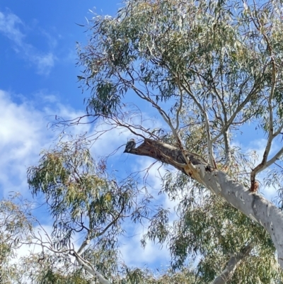 Callocephalon fimbriatum (Gang-gang Cockatoo) at Hackett, ACT - 19 Sep 2021 by KathyandJohn