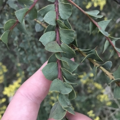 Acacia pravissima (Wedge-leaved Wattle, Ovens Wattle) at O'Malley, ACT - 17 Sep 2021 by Tapirlord