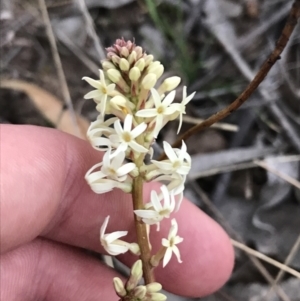 Stackhousia monogyna at O'Malley, ACT - 17 Sep 2021 05:41 PM