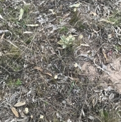 Stackhousia monogyna at O'Malley, ACT - 17 Sep 2021 05:41 PM