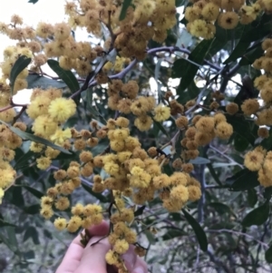 Acacia pycnantha at O'Malley, ACT - 17 Sep 2021