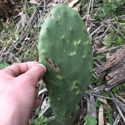 Opuntia stricta (Common Prickly Pear) at O'Malley, ACT - 17 Sep 2021 by Tapirlord