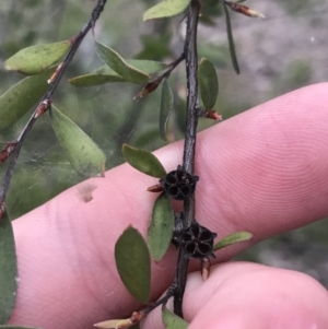 Gaudium brevipes at O'Malley, ACT - 17 Sep 2021 05:28 PM