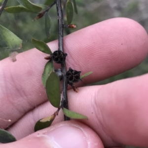 Gaudium brevipes at O'Malley, ACT - 17 Sep 2021 05:28 PM