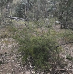 Gaudium brevipes at O'Malley, ACT - 17 Sep 2021 05:28 PM