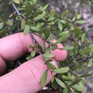 Gaudium brevipes at O'Malley, ACT - 17 Sep 2021 05:28 PM