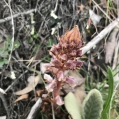 Orobanche minor at Symonston, ACT - 17 Sep 2021