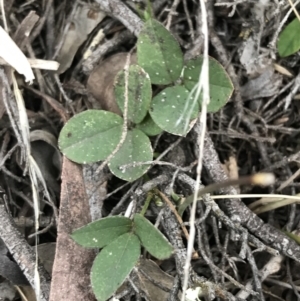 Grona varians at Symonston, ACT - 17 Sep 2021 05:12 PM