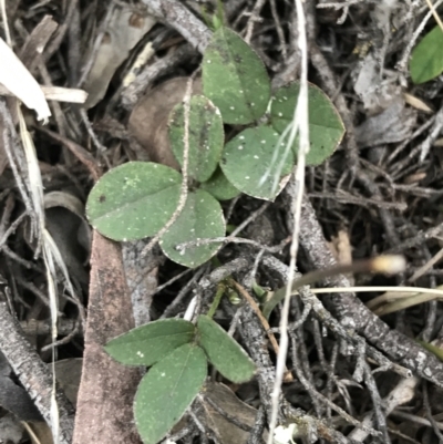 Grona varians (Slender Tick-Trefoil) at Symonston, ACT - 17 Sep 2021 by Tapirlord