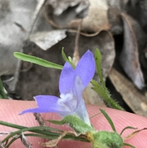 Wahlenbergia sp. at Symonston, ACT - 17 Sep 2021 05:08 PM