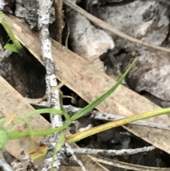 Wahlenbergia sp. at Symonston, ACT - 17 Sep 2021 05:08 PM