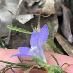 Wahlenbergia sp. at Symonston, ACT - 17 Sep 2021 05:08 PM