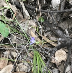 Wahlenbergia sp. at Symonston, ACT - 17 Sep 2021 05:08 PM