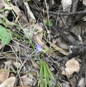 Wahlenbergia sp. at Symonston, ACT - 17 Sep 2021 05:08 PM